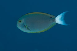 BD-130713-Maldives-0375-Acanthurus-thompsoni-(Fowler.-1923)-[Thompson´s-surgeonfish].jpg